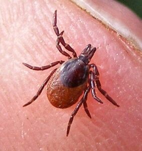 Flåtskræk breder sig