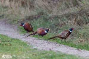 Viden om: Jagt- og vildtforvaltningsloven