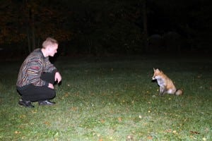 Fjellerup oktober 2013_29 Ræv 3