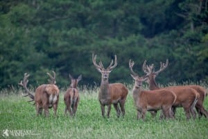 Politisk håndsrækning til jagten i Danmark