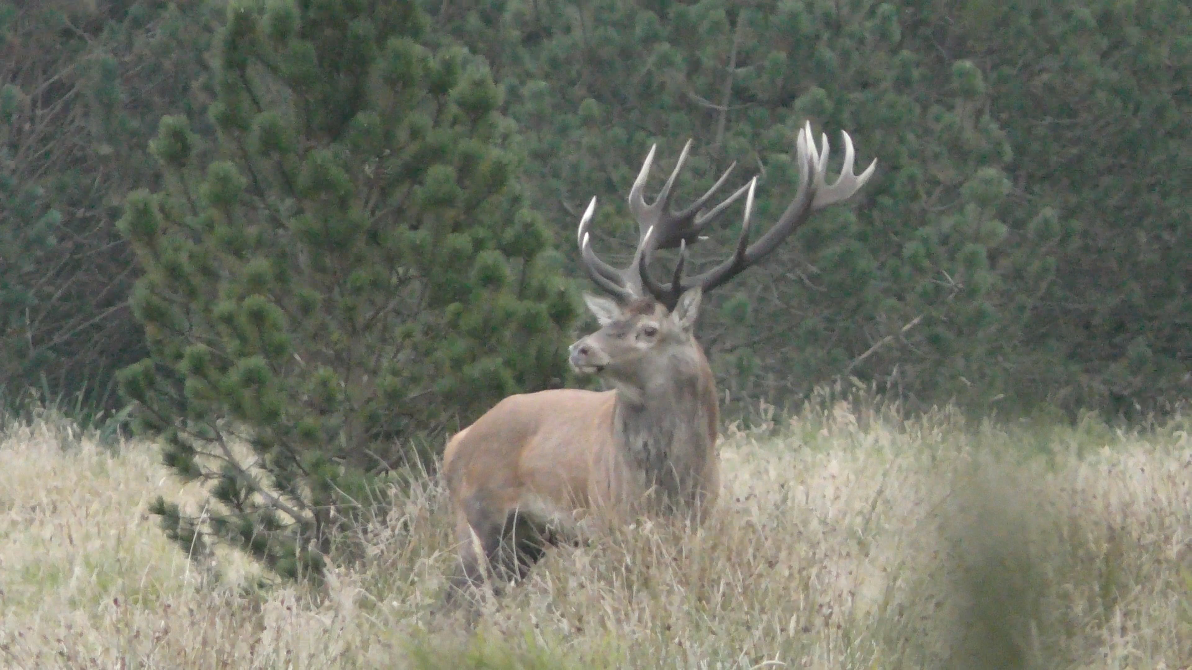 DNH's hjorteplan - det faglige grundlag (d)