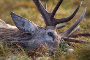 JJLL: Kronhjorten på statens arealer skal fredes