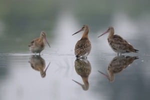 Millioner af fugle i Vadehavet nu