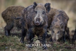 Fakta om svinepest og ricici