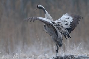 Tranen er blevet en tidlig dansk forårsbebuder