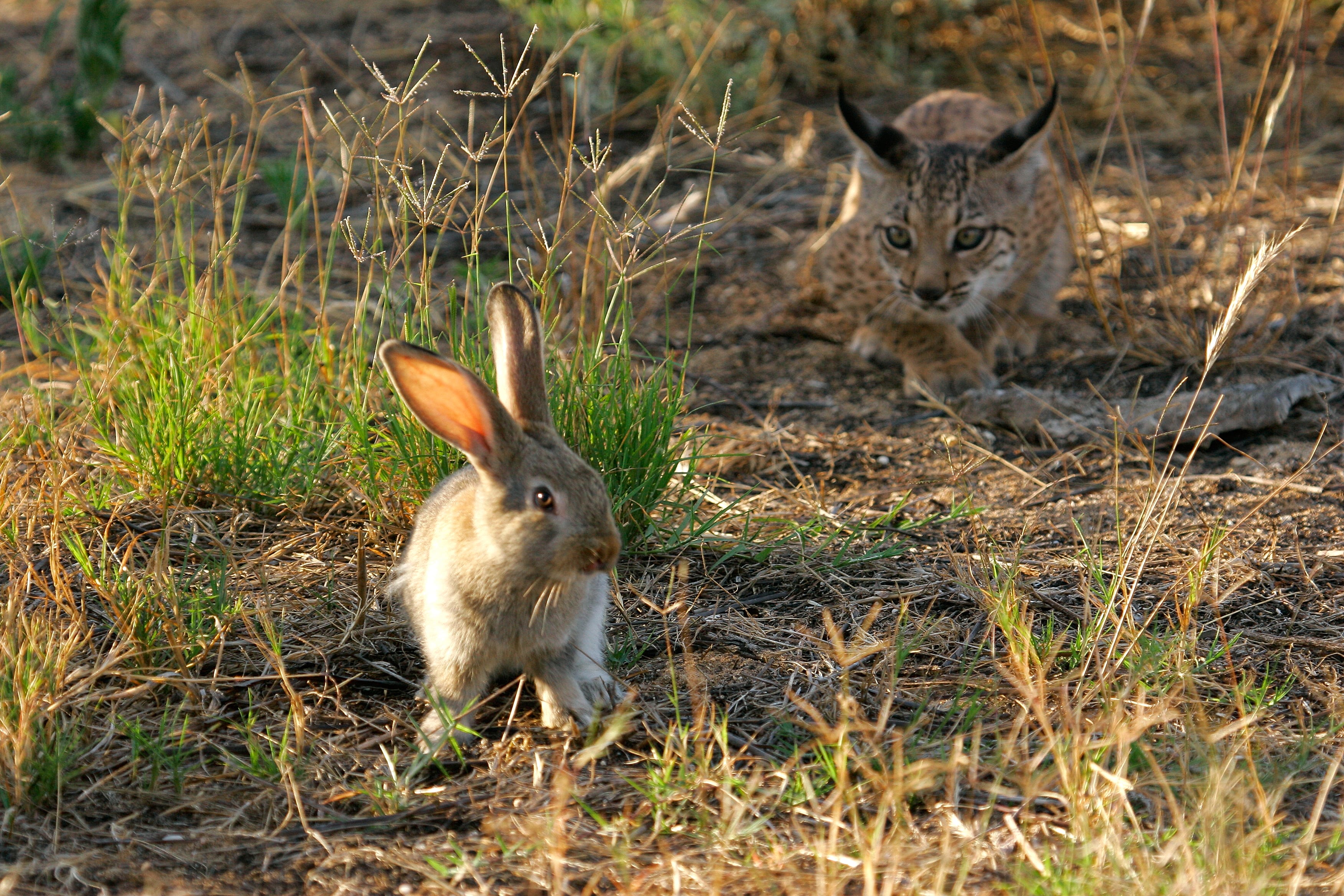 Lincexsitu_0083 (C) Iberian Lynx e xsitu conservation programme