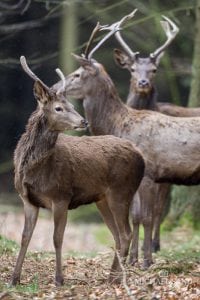 DJ’s hjortemøder kræves nu video-dokumenteret