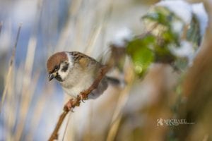 Antallet af  gråspurve faldende