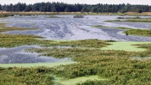 Tilskud til nye vådområder