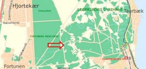 Eghjorte flytter ind i Dyrehaven