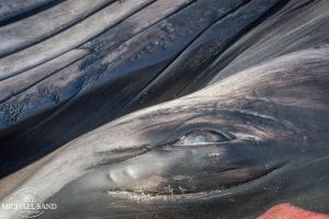 DN VIDEO: Længe leve plast