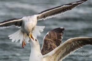 Politisk håndsrækning til jagten i Danmark