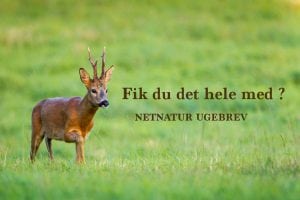 Fik du det hele med?