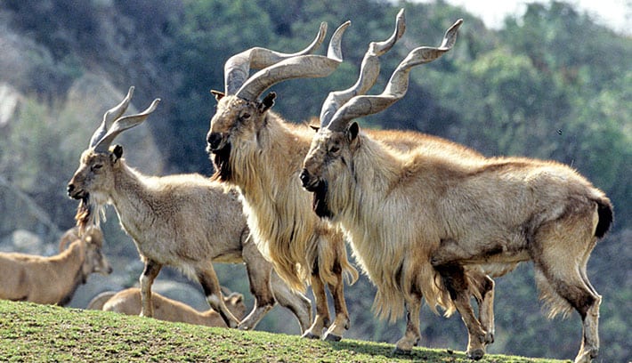 turkoman_markhor.jpg