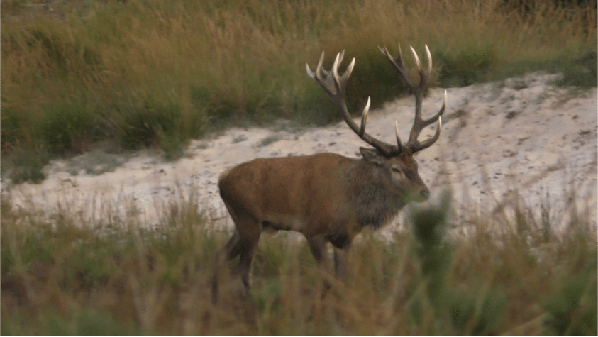 Hvor skarp er du? Aldersvurdering af kronhjort