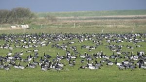 Mere information om regulering af bramgæs