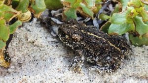 Flere nye vandhuller langs kysterne