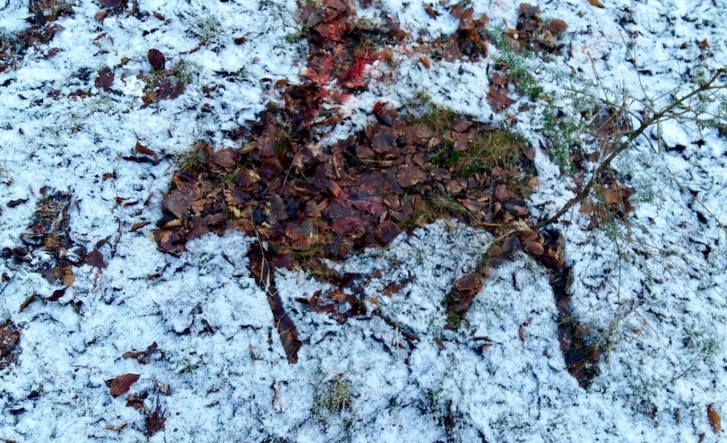 Drivjagt på råvildt i snevejr