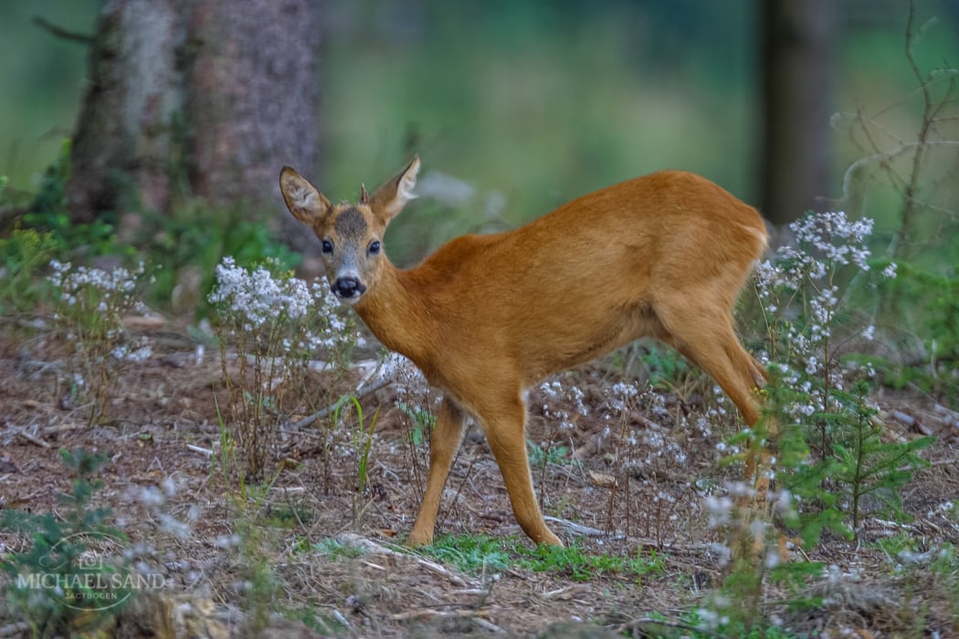 Råbuk: Hvor skarp er du?
