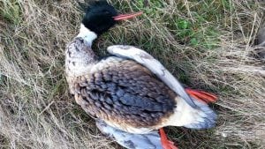 Olieramte fugle bliver nu aflivet