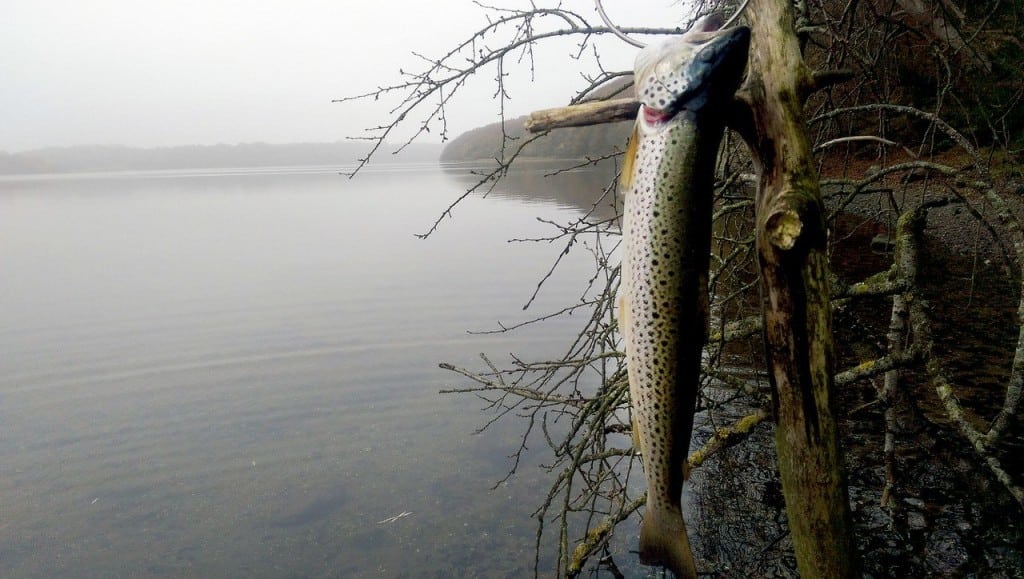 Fjordfiskeri efter havørreder