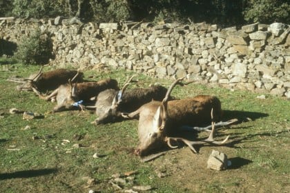 Monteria er farverig, men gambling