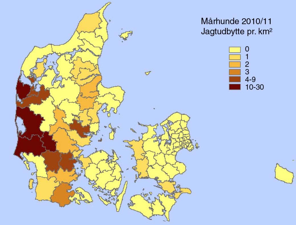 Figur2 - Fordeling på kommuner af mårhunde indberettet til vildtudbyttestatistikken for jagtsæsonen 2010/11.