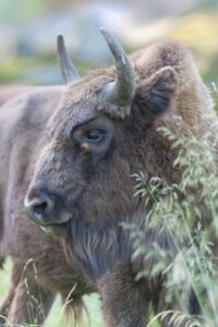 Svensk debat om fritlevende bison