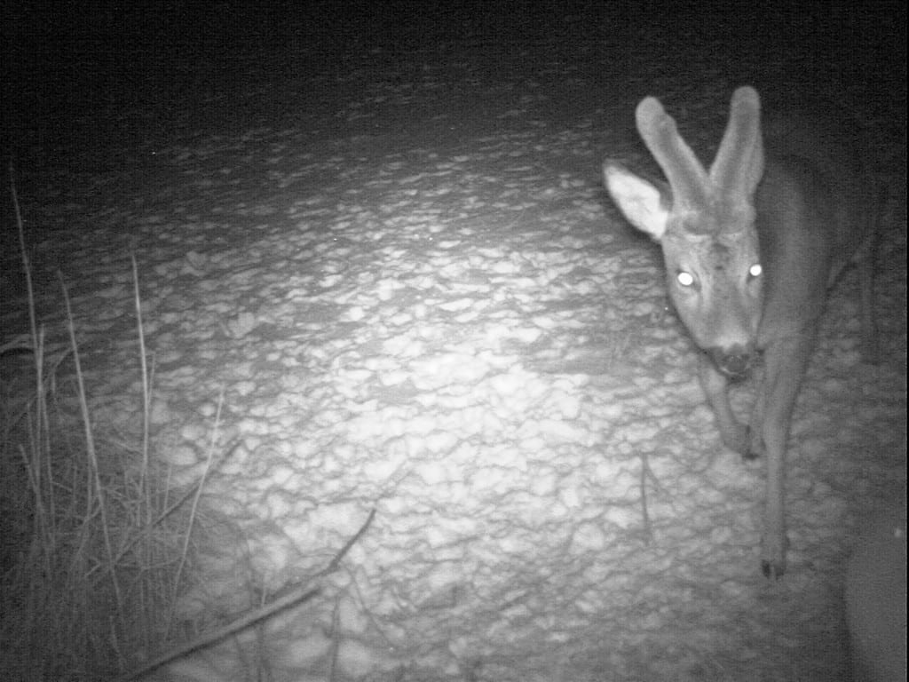 Tredje år var guldbukkens år