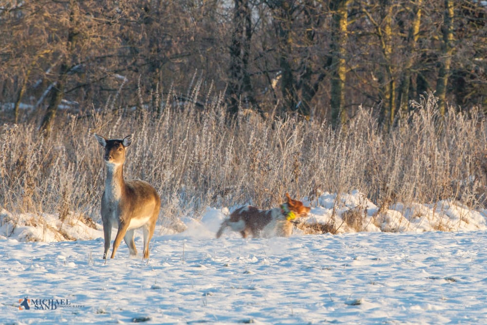 Dåvildt kendes i flugt fra råvildt ved ofte - men ikke altid - at komme for i fjedrende lidt komiske hop Det er dog størrelsen, de ofte ret tydelige hvide aftegninger samt den lange, sorte hale som er det mest sikre kendetegn. Dåvildtet her på billedet strøg ret gennem skyttekæden under en jagt i Tylstrup, uden at deltagerne hævede bøssen. End ikke hunden, som det kan ses, interesserede sig for den vinterklædte då.