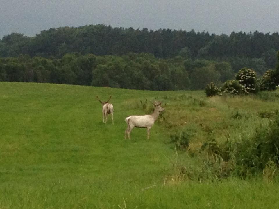 Billede 2013-07-06 2