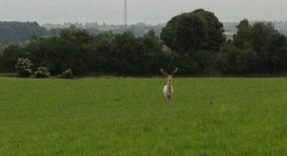 Billede 2013-07-06 5