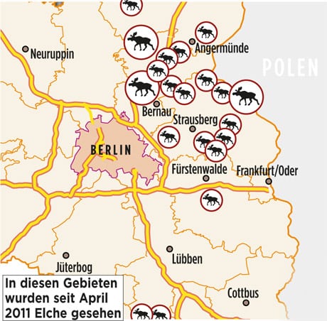 Måske elgen også vil indvandre sydfra