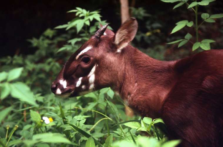 Saola