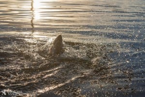 Millioner fra fisketegn skal styrke naturen