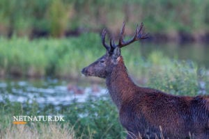 Indstilling angriber lovligheden i lokal styring af jagttider