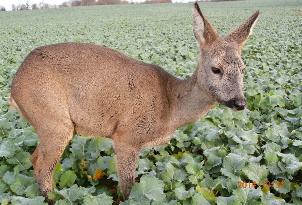 Rådyr stivnet i rapsmark