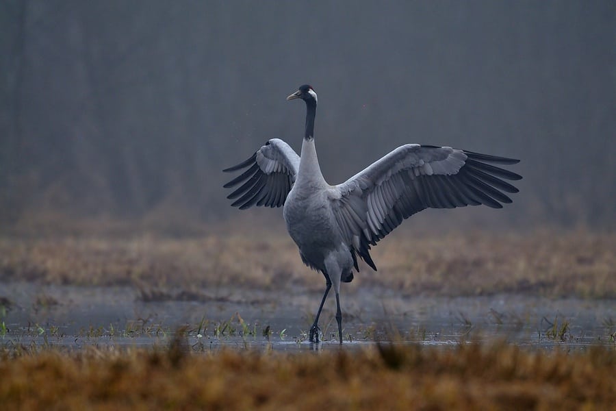 Tranen - en tidlig forårsbebuder