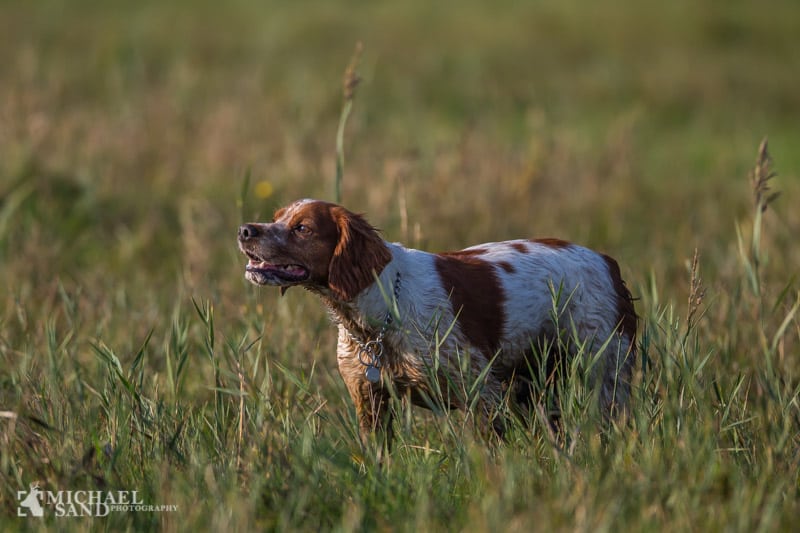 Breton arkivfoto netnatur
