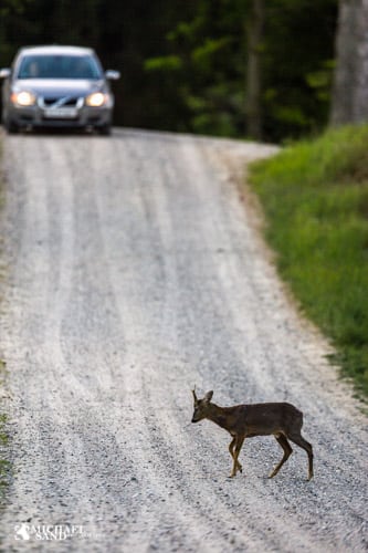 Råbukken dræbes i forårets trafik