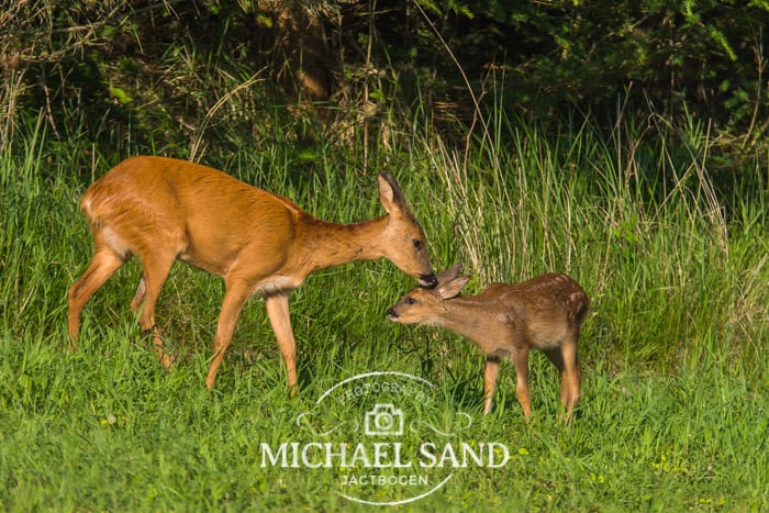Vildtplantning: Hvorfor skal man udføre terrænpleje?