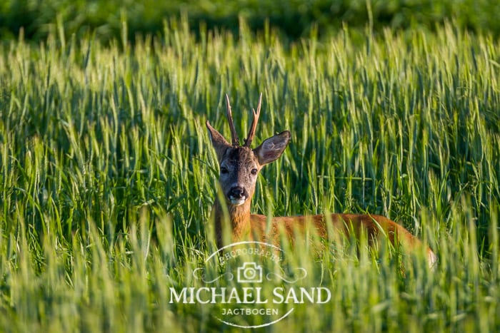 Råvildtet har det "for" godt på Samsø
