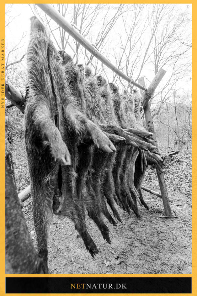 Jagt på vildsvin i Tyskland