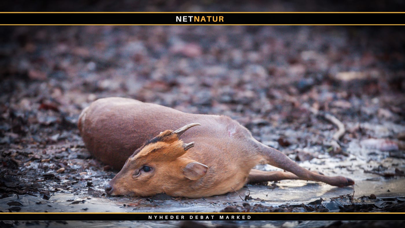 DJ: Nej til Muntjac i Danmark