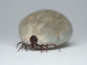 Flåt på hunde kan også tygges væk