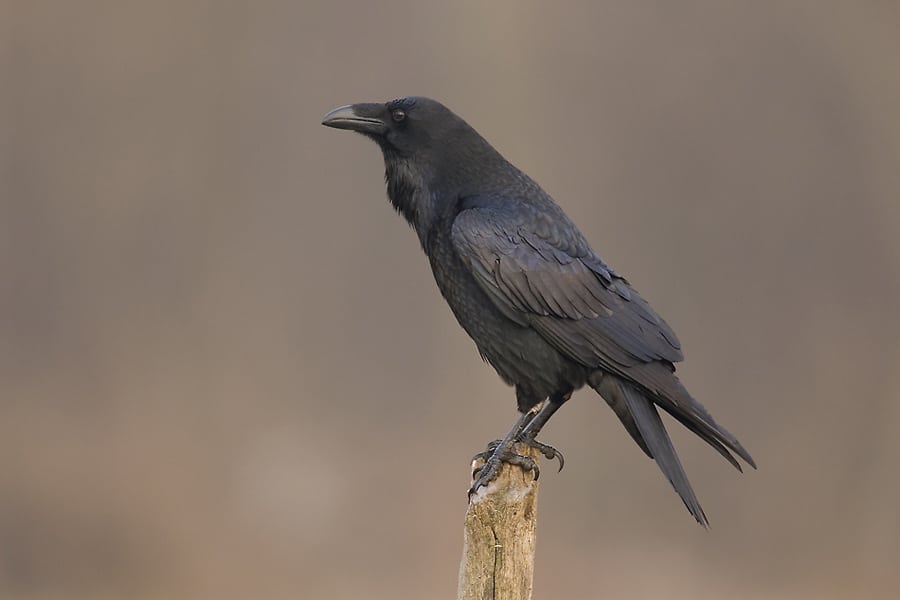 Il Ravn Ravnen er på fremmarch - Netnatur