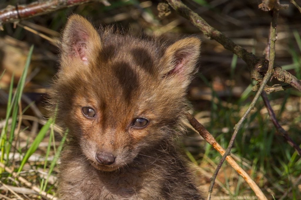 Ræven - passioneret hønsetyv og med udgange