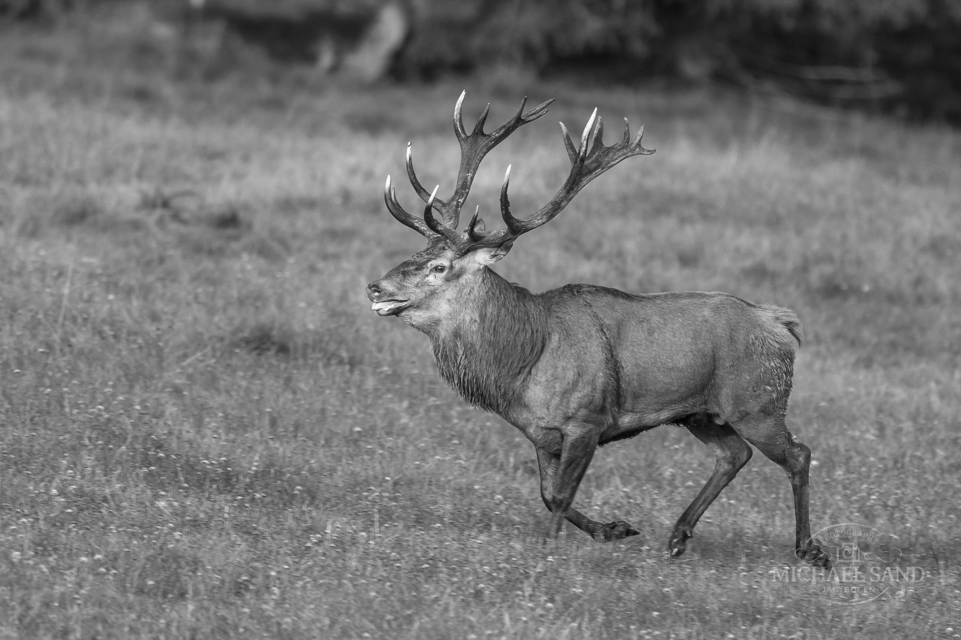 Hjorteplanen er faldet – folkestyret har sejret