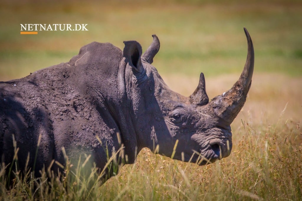 Billig jagt på afhornede næsehorn