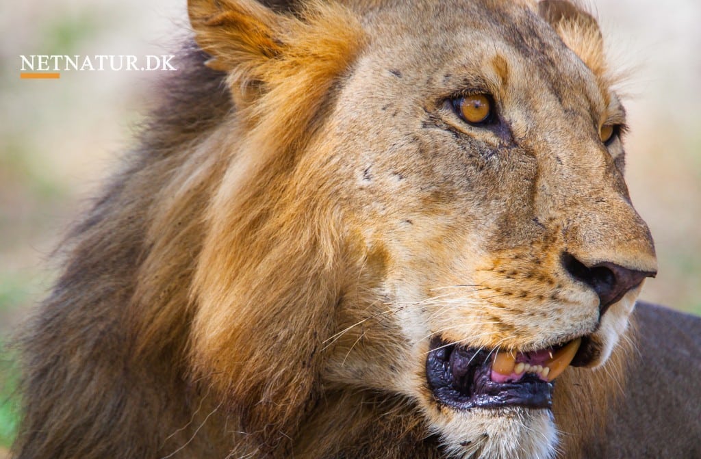 Kan jagt på storvildt gavne et helt økosystem?